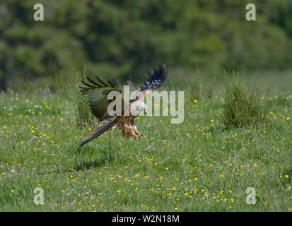 Rotmilan, Milvus milvus; Flug; über Feld, Argaty, Schottland, Großbritannien Stockfoto