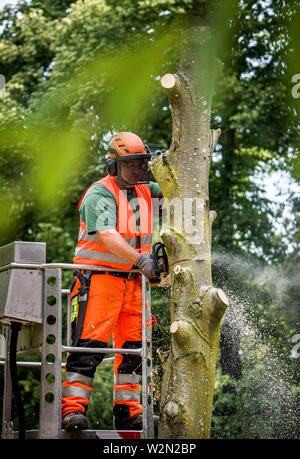 10 Juli 2019, Hessen, Frankfurt/Main: Ein Mitarbeiter des grünen Bereichs Büro Sägen bis einem Ausgetrockneten Rotbuche im Grüneburgpark Stück für Stück. Als Folge der Dürre im vergangenen Jahr rund 40 Bäume im Park gestorben und haben aus Sicherheitsgründen gefällt werden. Foto: Frank Rumpenhorst/dpa Stockfoto