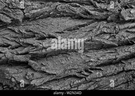 Rinde Textur close-up in Schwarz und Weiß Stockfoto