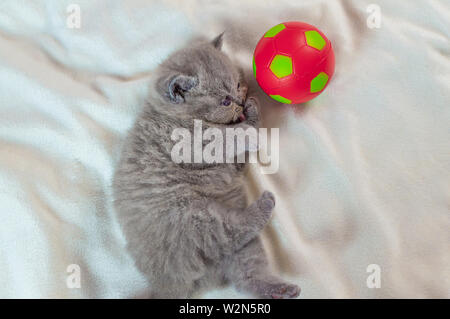 Kleine, graue Kätzchen spielt mit einem roten Ball auf einer weißen Abdeckung, selektiver Fokus Stockfoto