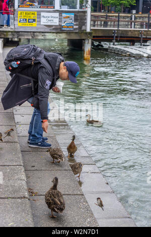 Touristische feeding ducks bei touristischen Kai, Queenstown, Südinsel Neuseeland Stockfoto