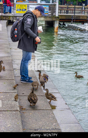 Touristische feeding ducks bei touristischen Kai, Queenstown, Südinsel Neuseeland Stockfoto