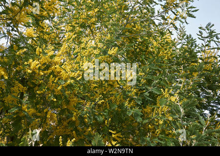 Acacia dealbata gelbe Blüte Stockfoto