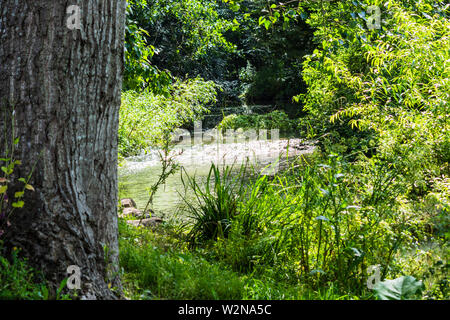 Einen Stream mit einem flachen kaskadierte über Steine funkeln im Sonnenlicht durch Bäume mit üppiger Vegetation am Flussufer kommen Stockfoto