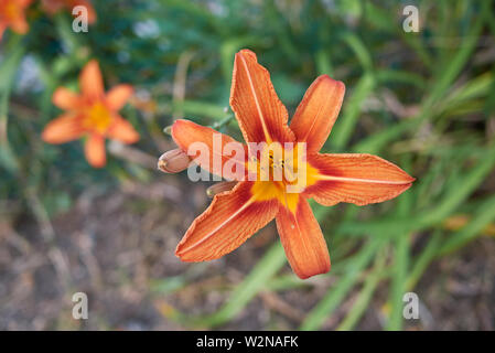 Orange Blüten der Hemerocallis fulva Stockfoto