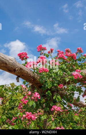 Pretty Pink' amerikanischen Säule' Roses klettern auf eine hölzerne Pergola Blütezeit vor blauem Himmel an einem Sommertag, Surrey, South East England Stockfoto