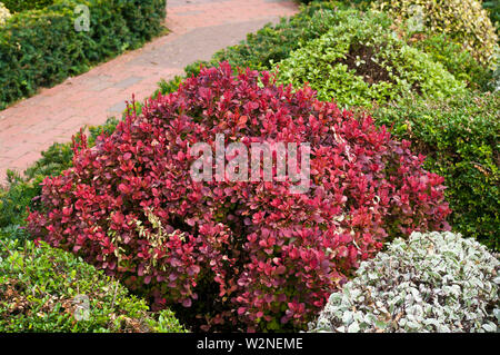 Berberis thunbergii Orange Rakete Stockfoto