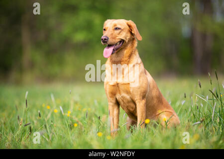 Gelbe Labrador Retriever Hund mit der Linie Stockfoto