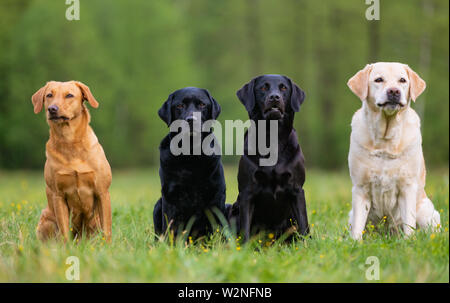 Vier Labrador Retriever Hunde auf der Wiese Stockfoto