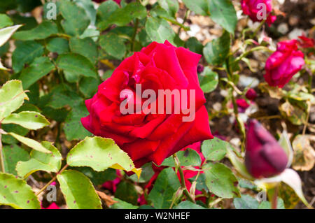 Red Rose Rosa Royal William Korzaun Stockfoto