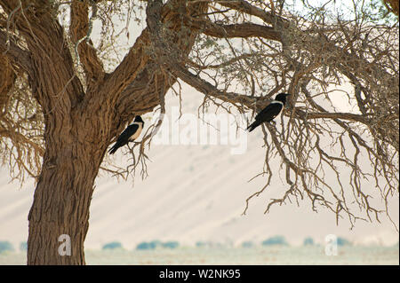 Pied Crow (Corvus albus). Krähen sind Allesfresser Vögel. Diese Krähe ist im offenen Land mit verstreuten Bäumen, wo sie ernährt sich von Insekten, Eiern gefunden, Junge Stockfoto