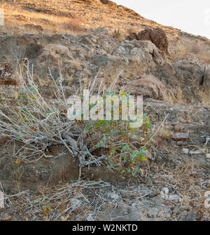 Brandberg Berg, Damaraland, Namibia Stockfoto