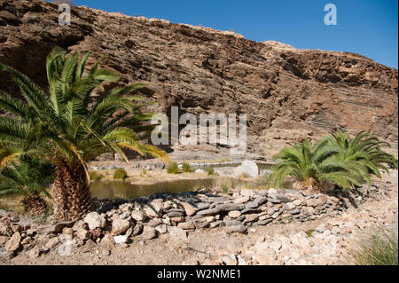 Oase in der Wüste, Brandberg Berg, Damaraland, Namibia Stockfoto