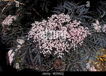 Nahaufnahme der Black Lace Elder Sambucus Nigra Porphyrophylla Eva-Strauchpflanze im Sommer England UK Vereinigtes Königreich GB Großbritannien Stockfoto