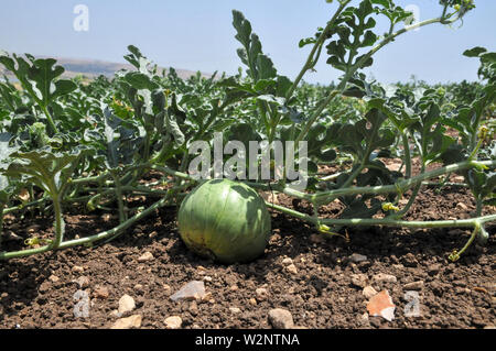 Wassermelone (Citrullus lanatus) kultivierte Pflanze mit Obst in das Feld ein. In Israel im Juni fotografiert. Stockfoto
