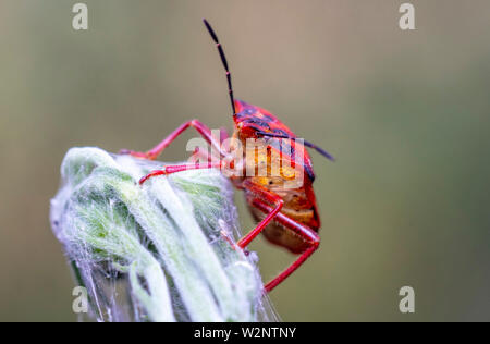 True Bugs sind Teil von Israels wildlife Stockfoto