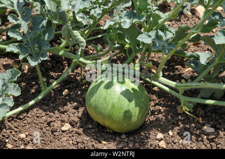 Wassermelone (Citrullus lanatus) kultivierte Pflanze mit Obst in das Feld ein. In Israel im Juni fotografiert. Stockfoto