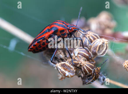 True Bugs sind Teil von Israels wildlife Stockfoto