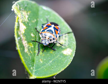 True Bugs sind Teil von Israels wildlife Stockfoto