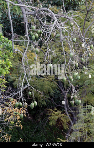 Zweige mit viel grüne Früchte hängen von Ihnen. Auf der Insel Madeira, Portugal während eines Frühling fotografiert. Farbe Bild. Stockfoto