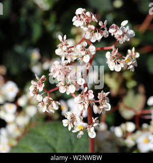 Weiß Begonien Blumen in einer Nahaufnahme mit einem Makro objektiv auf der Insel Madeira, Portugal. Schönen blühenden Blumen. Stockfoto