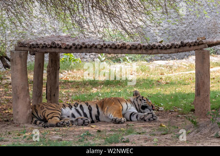 Royal Bengal Tiger Ruhen im Baum Schatten, sieht super aus. Stockfoto