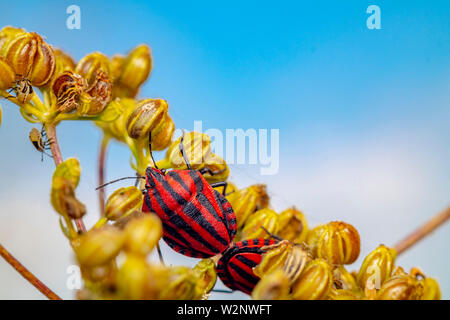 True Bugs sind Teil von Israels wildlife Stockfoto