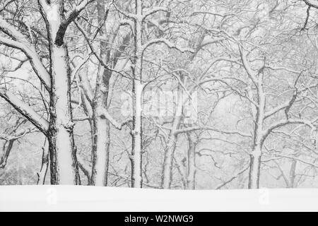 April Schneesturm, Woodland, USA, von Dominique Braud/Dembinsky Foto Assoc Stockfoto