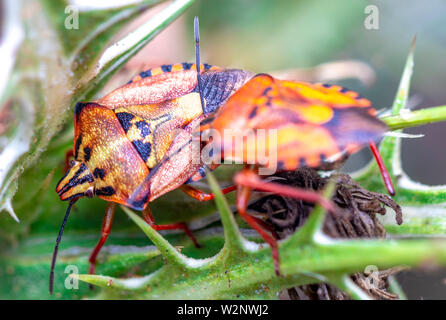 True Bugs sind Teil von Israels wildlife Stockfoto