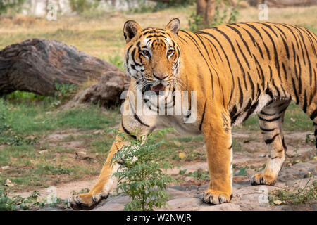 Porträt einer Royal Bengal Tiger alert und starrte auf die Kamera Stockfoto