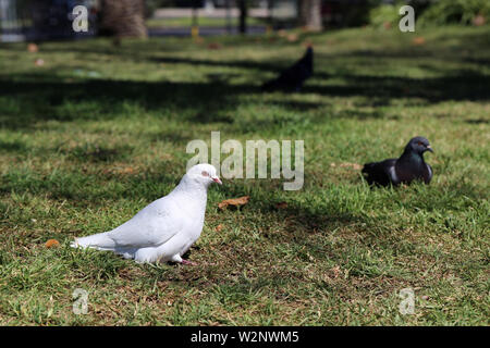 Mit schwarzen und weißen Tauben auf einer Wiese an einem sonnigen Tag. Auf diesem Foto können Sie drei Vögel, grüne Wiese und einige Schatten der Bäume sehen. Stockfoto