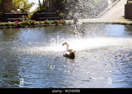 Der tropische Garten Monte Palace, Funchal, Madeira, Portugal fotografiert im März 2019. Ein Schwan schwimmt auf dem Weg zu einem Wasserfall in einen Brunnen. Stockfoto