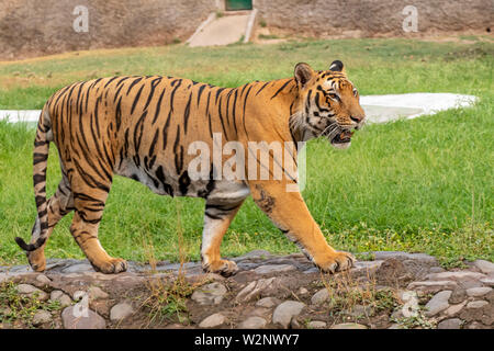 Bengal Tiger zu Fuß auf konkreten Weg. Stockfoto