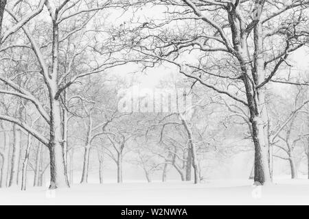 April Schneesturm, Woodland, USA, von Dominique Braud/Dembinsky Foto Assoc Stockfoto