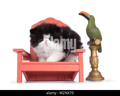 Nettes paar Wochen alt, sehr junge schwarze und weiße Perser Katze ktten. Das Sitzen auf Lachs Stuhl neben Keramik Vogel, an Kamera mit Runden auf der Suche und immer noch Stockfoto