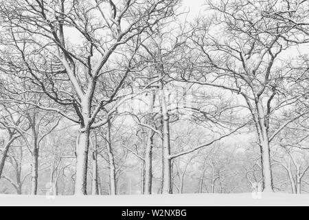 April Schneesturm, Woodland, USA, von Dominique Braud/Dembinsky Foto Assoc Stockfoto