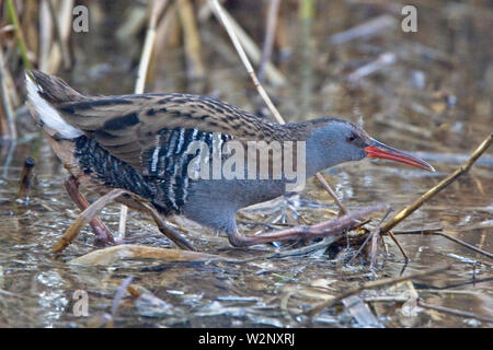 Wasserralle (Rallus Aquaticus) Erwachsenen eilig überqueren, einen offenen Raum im Schilf Bett, Gloucestershire, England, UK. Stockfoto