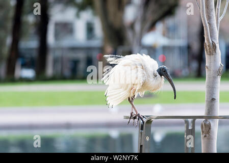 Die australische White Ibis (Threskiornis Molukken) hat zum städtischen Leben angepasst und ist heute ein alltäglicher Anblick in Sydney. Dieser Vogel ist in Sydneys Hyde Park Stockfoto