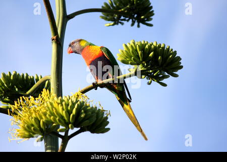 Single Rainbow Lorikeet hocken hoch in einem Baum Stockfoto