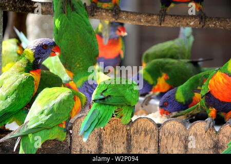 Feeding Frenzy australische Rainbow Fledermauspapageien Fütterung im Garten auf der Rückseite Stockfoto