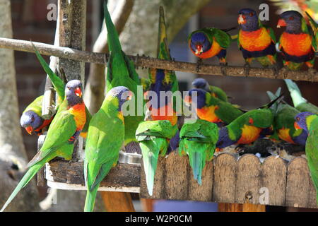 Feeding Frenzy australische Rainbow Fledermauspapageien Fütterung im Garten auf der Rückseite Stockfoto