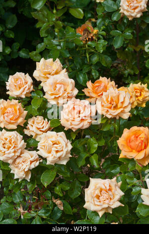 Peach Rose Rosa einfach die beste Macamster Stockfoto