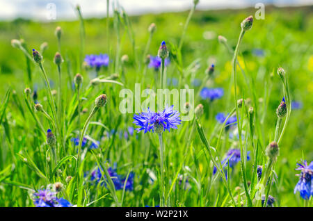 Blaue Kornblumen, genannt auch Bachelor Schaltflächen im Feld auf einem hellen Sommertag. Stockfoto