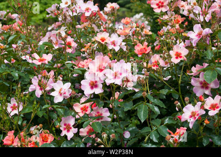 Rosa Rose Rosa für Ihre nur Augen Cheweyesup Stockfoto