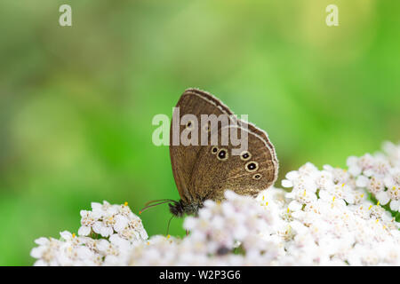 Eine braune Schmetterling (Aphantopus hyperantus) saugen Nektar aus kleinen weißen Blüten auf grünem Hintergrund Stockfoto