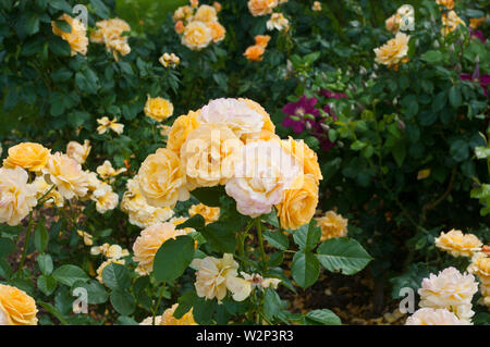 Gelbe Rose Rosa Easy Going Harflow Stockfoto