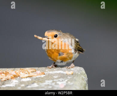 Robin (Erithacus Rubecula) Stockfoto