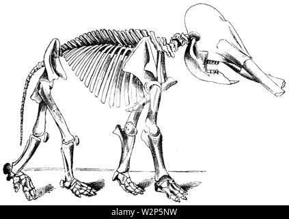 Skelett des Mastodon angustidens von Turin,, anonym (evolution Geschichte Buch, 1890). Stockfoto