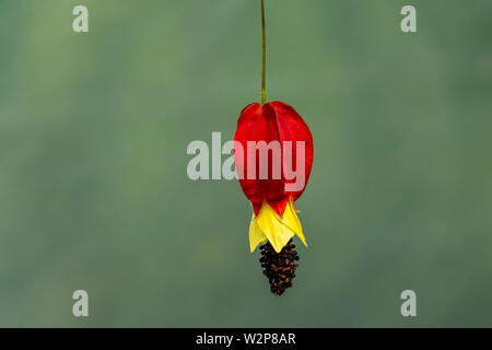 Einzelne Blume Leiter Abutilon megapotamicum gegen eine Soft Focus hellgrünen Hintergrund Stockfoto