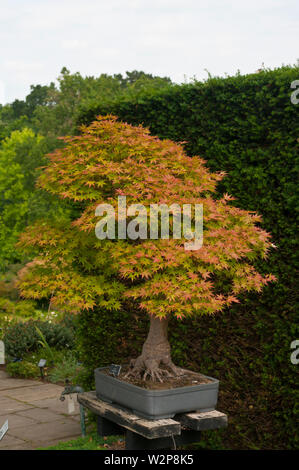 Bonsai Baum Acer palmatum Stockfoto